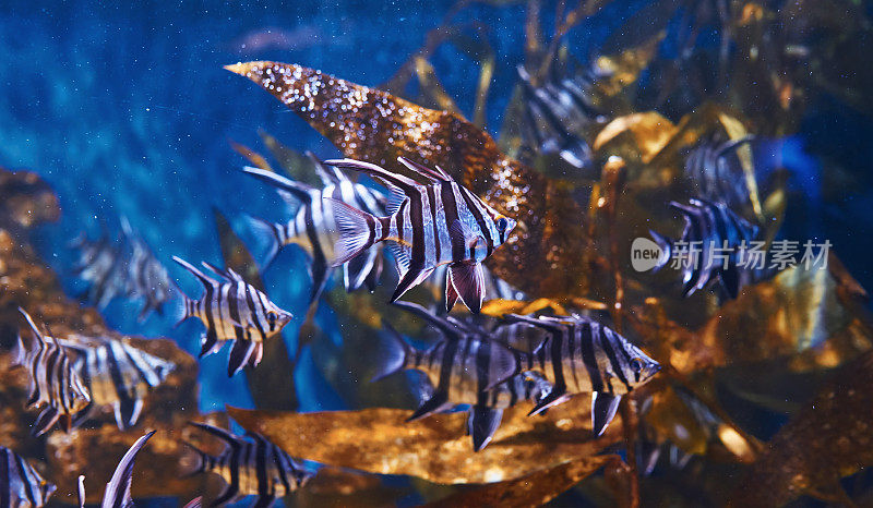 Enoplosus armatus。水下热带鱼类的近景。生活在海洋